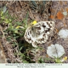 melanargia hylata talysh female b